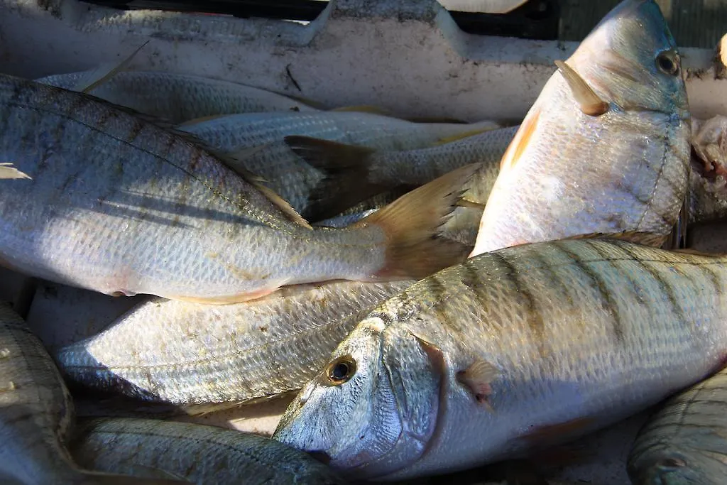 Il Pescatore Marinella di Selinunte Bed & Breakfast